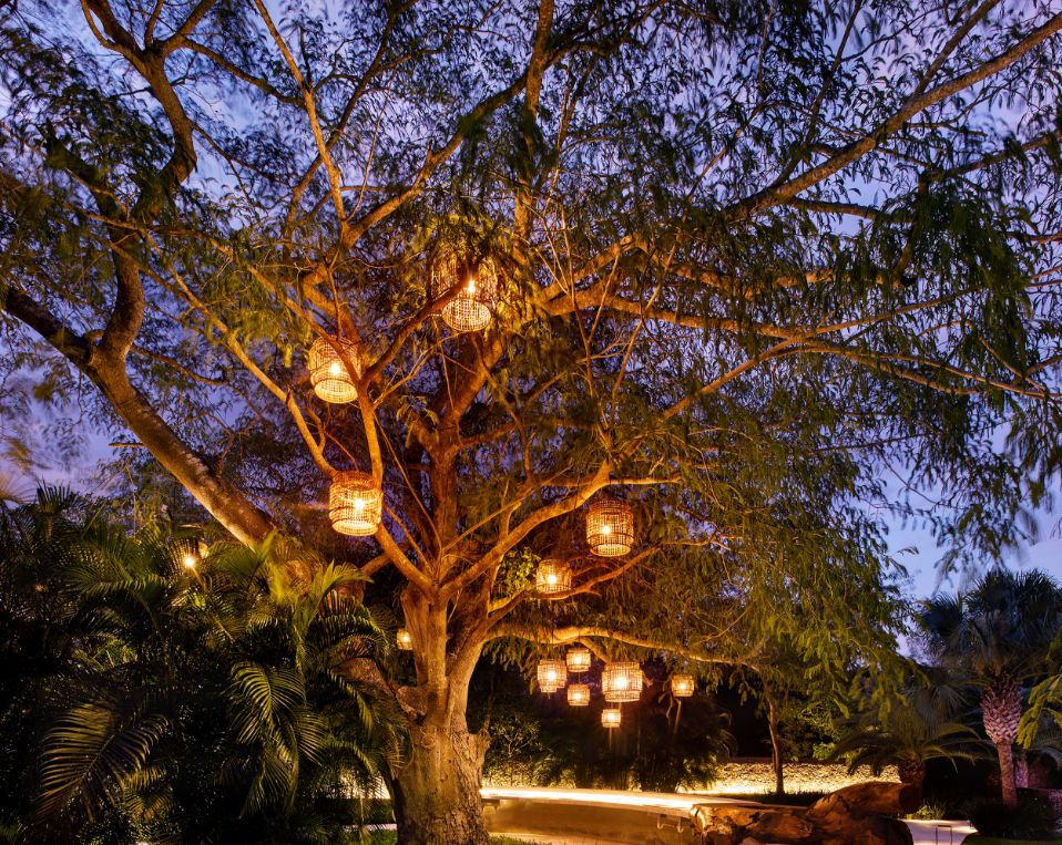 Tree Yucatan