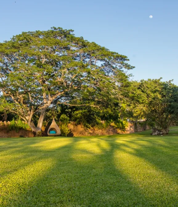 a large tree sitting in the middle of a lush green field, a tilt shift photo by Ralph Burke Tyree, featured on pexels, land art, high dynamic range, anamorphic lens flare, hdr
